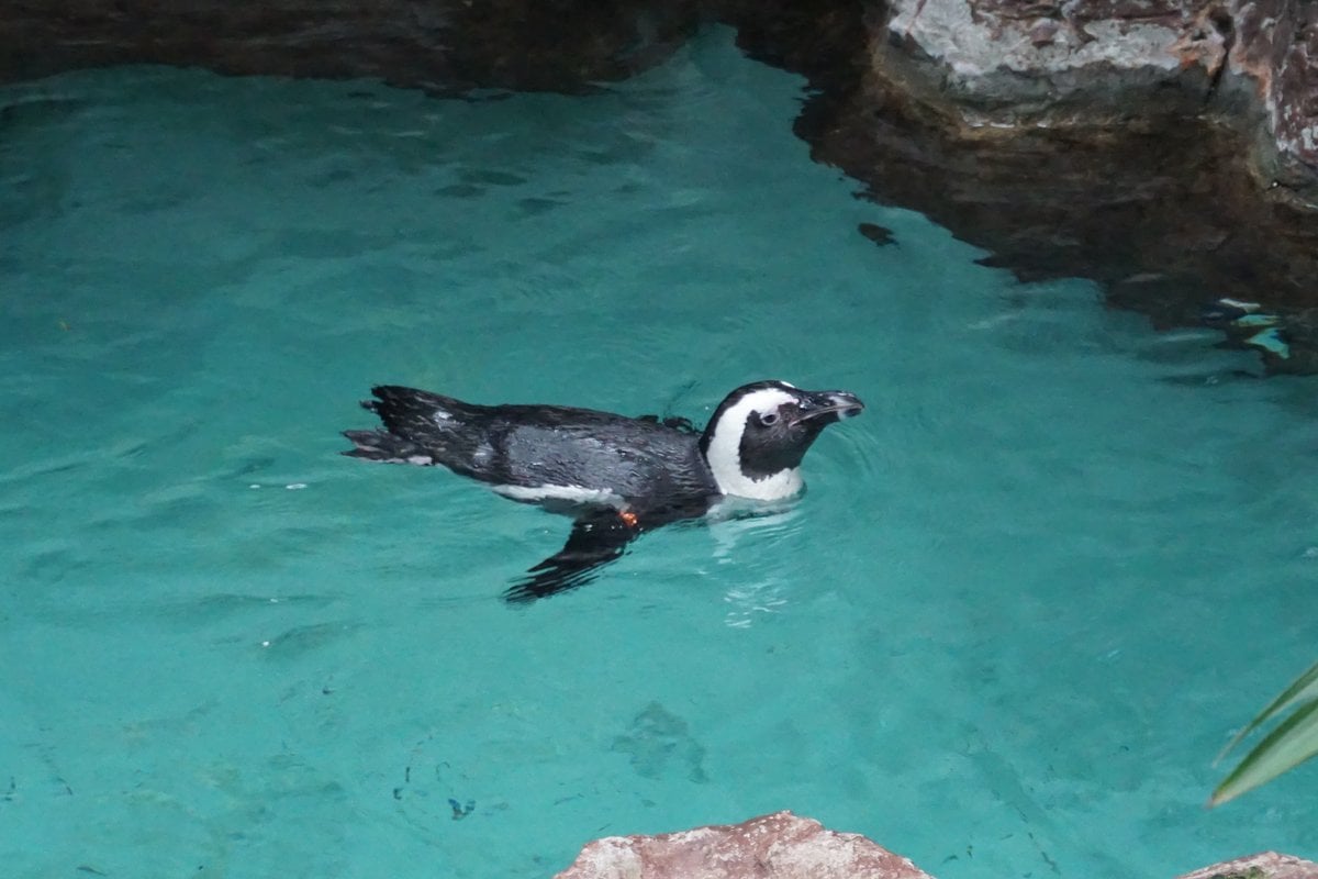 The Dallas World Aquarium - Gallery Image 3